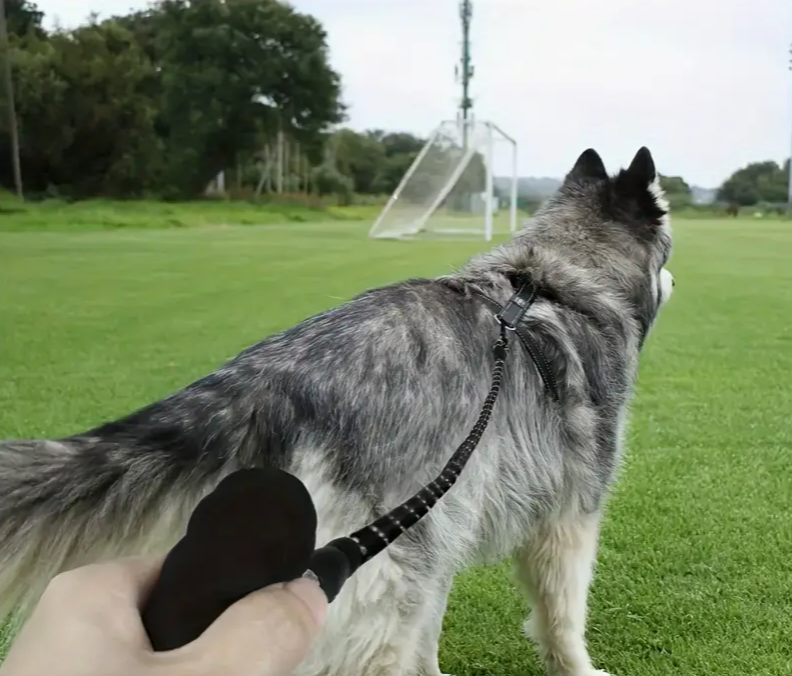 Dog Guide